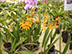Simply to die for … acres of magnificent Orchids under greenhouse. Roquebrune- sur- Argents  and called ”Les Orchidees 