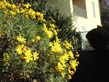 Bright Yellow pathways lead you around La Garabagne, from Terrace to Terrace 